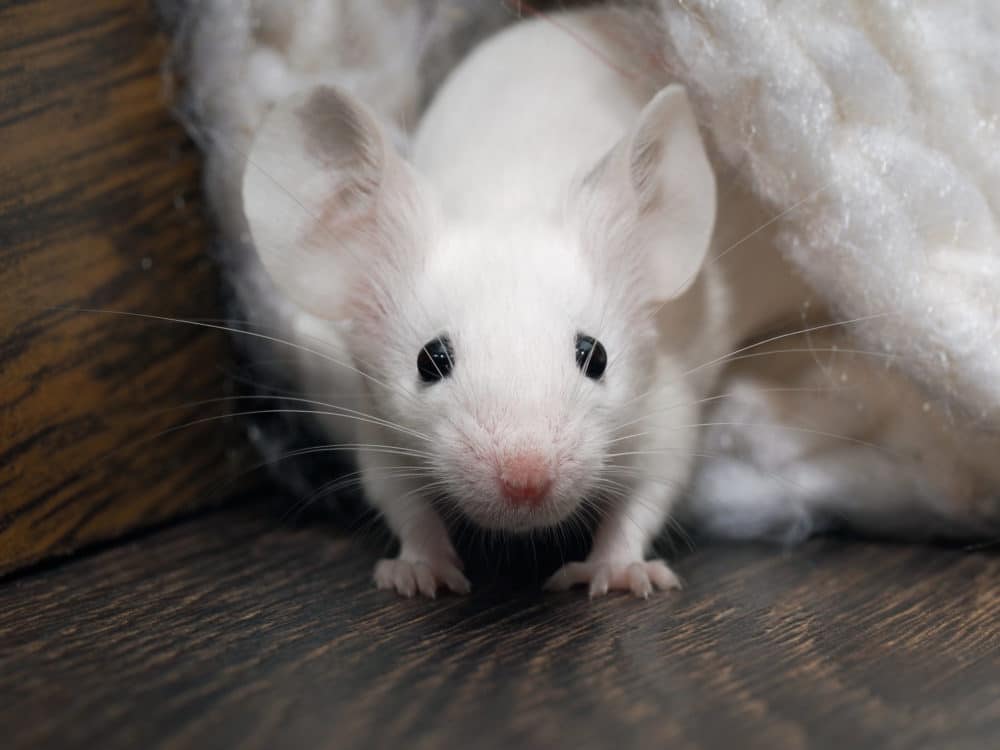 white rat