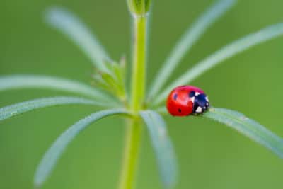 ladybug