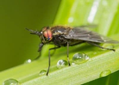 What You Need to Know About Florida Fruit Flies - Turner Pest Control