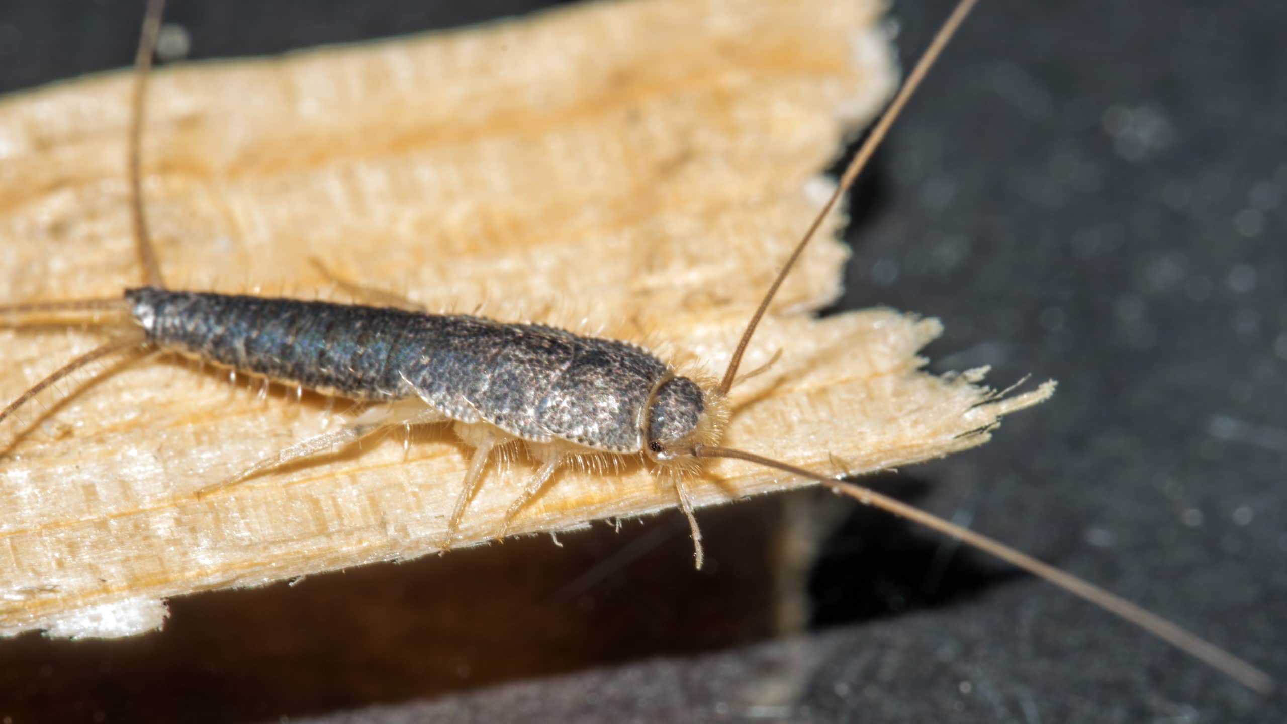 How To Get Rid Of Silverfish – What Naturally Kills Silverfish?
