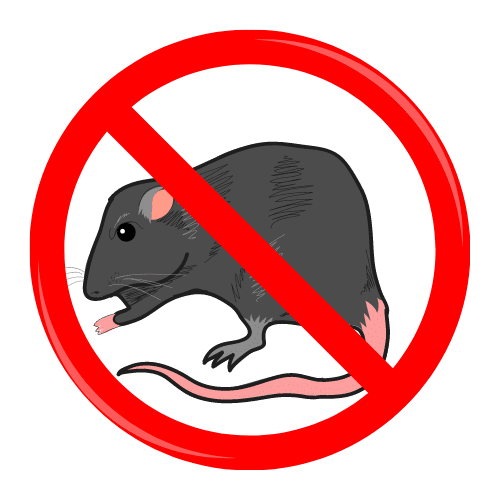 Where Do Roof Rats Live During the Day? - Facility Pest Control