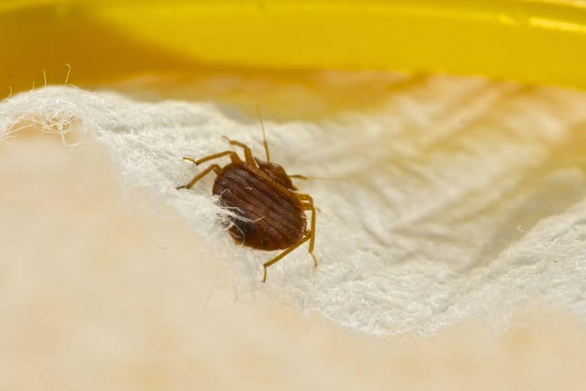 bed bugs Jacksonville