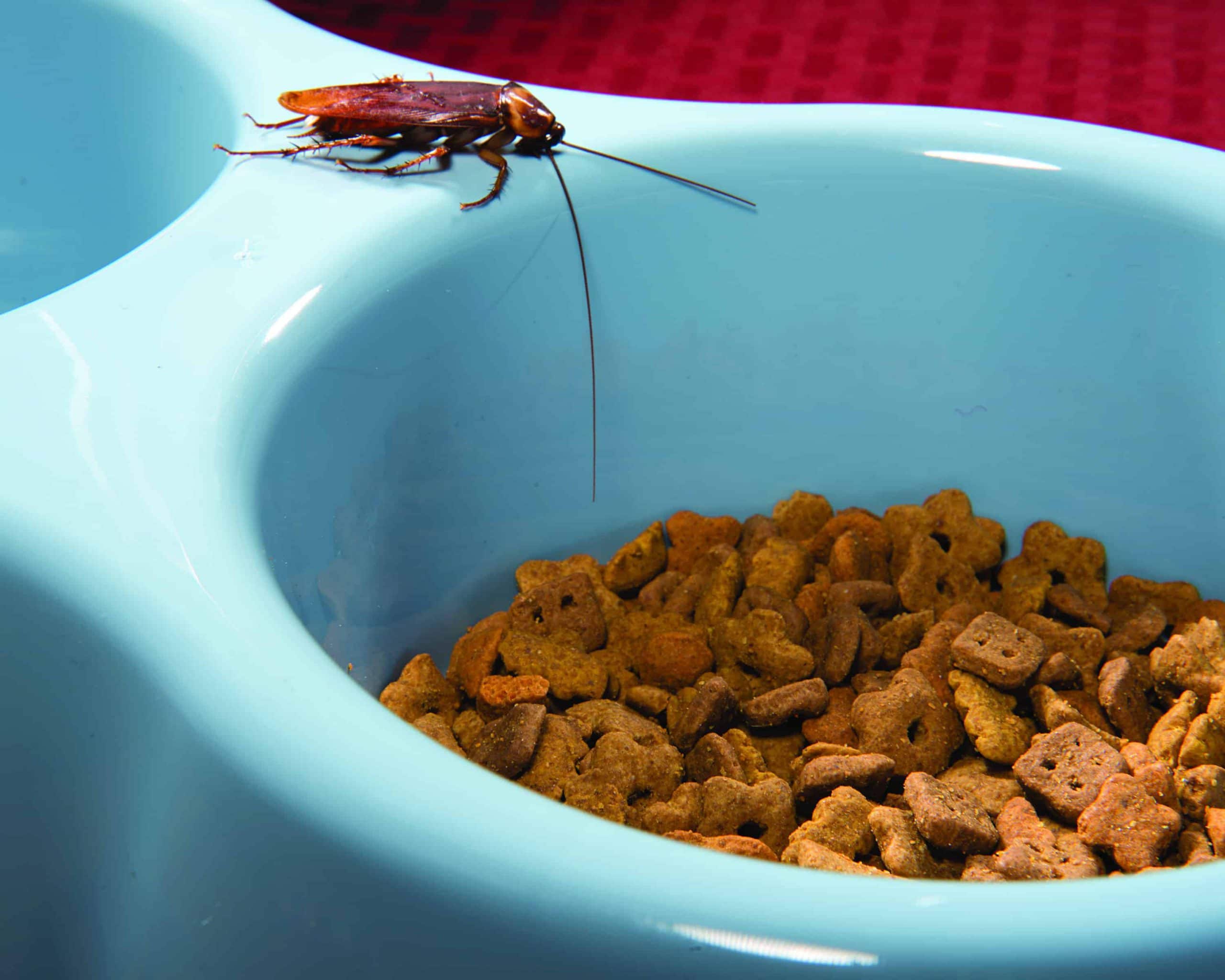 American Cockroach on Dog Dish