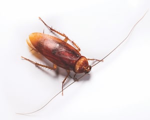 Florida cockroaches