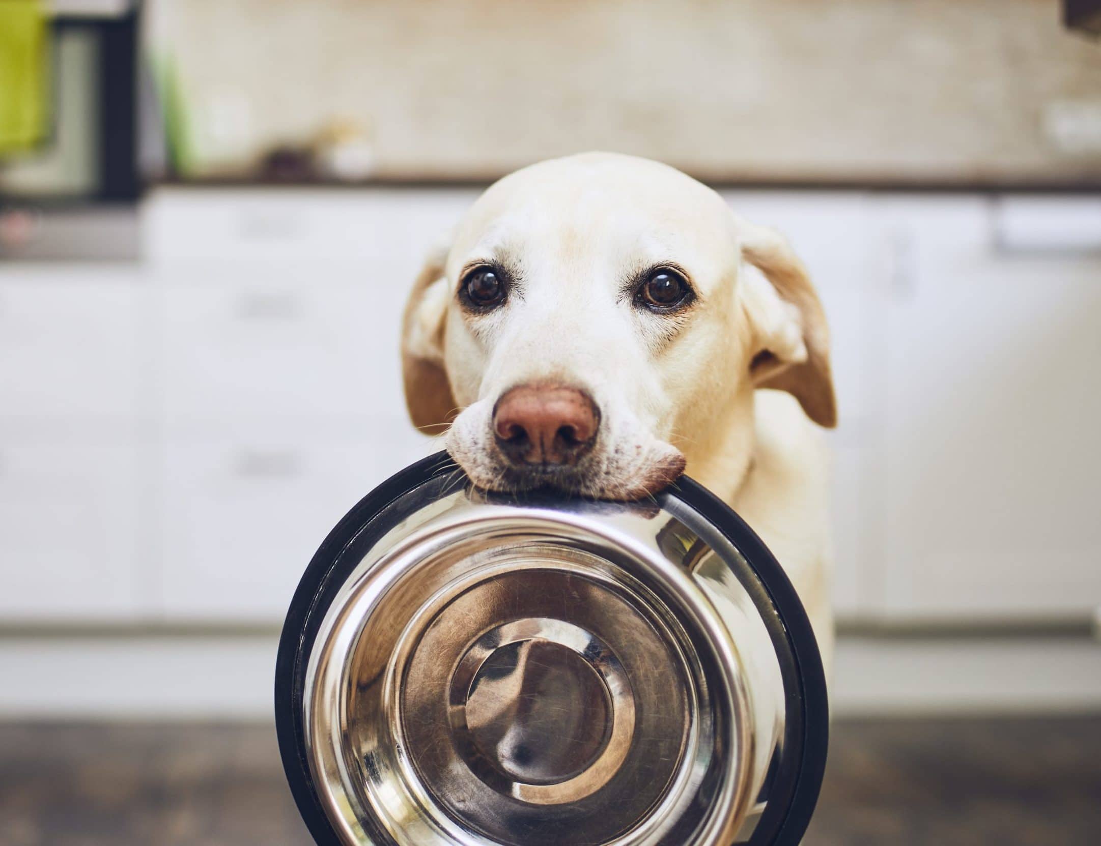 Dog waiting for feeding