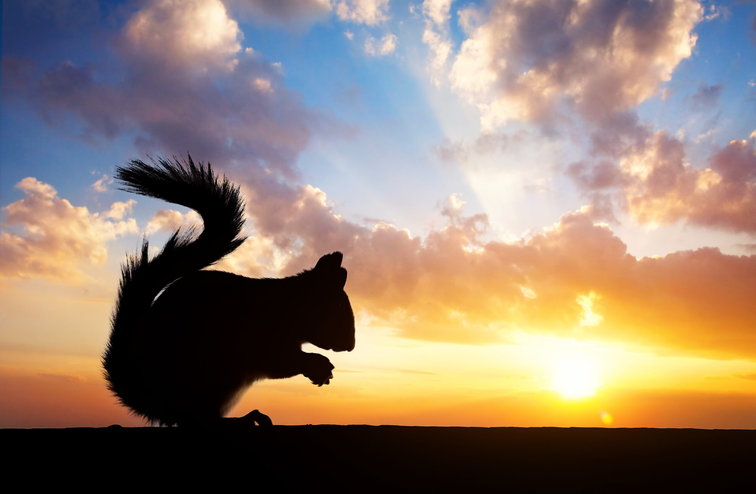 Squirrel silhouette