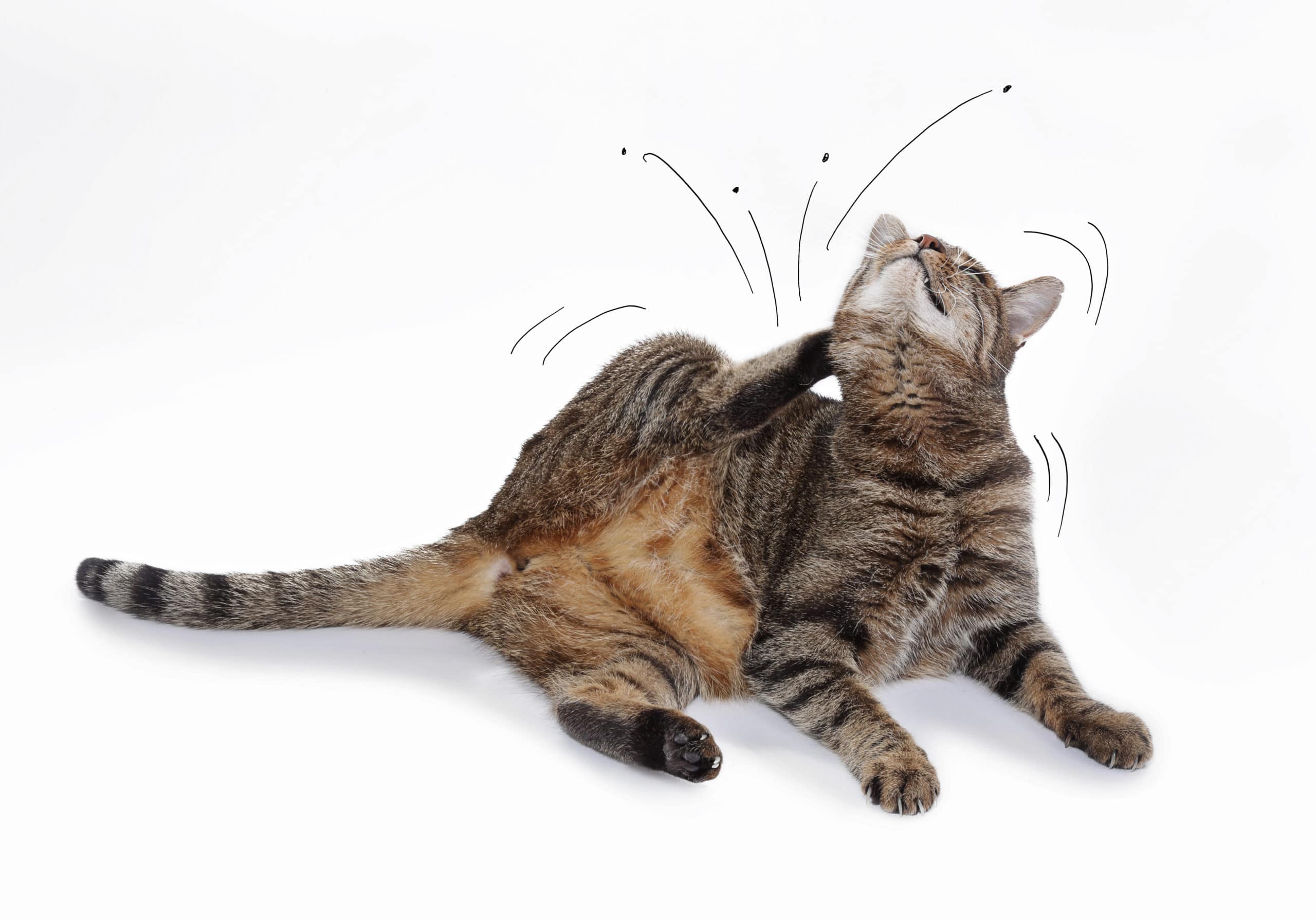 cat scratching fleas