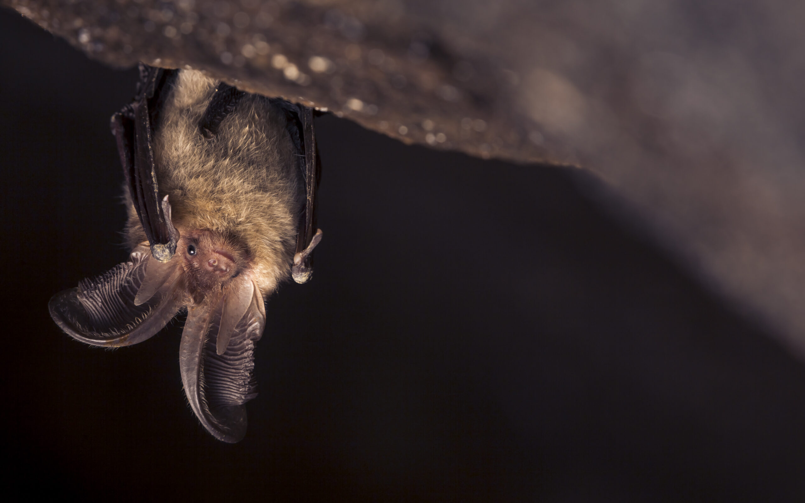 Brown long-eared bat Plecotus auritus