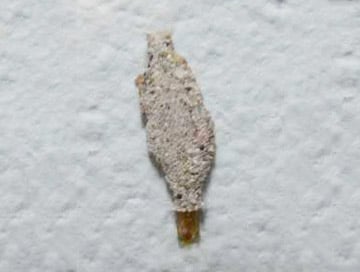 Florida-Pest-plaster-bagworm