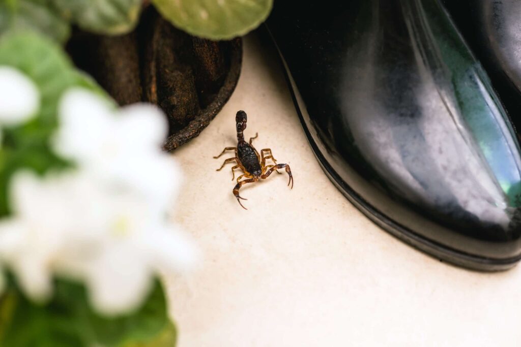 Common Scorpions in Florida