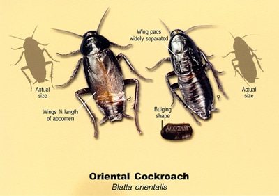 Oriental Cockroach