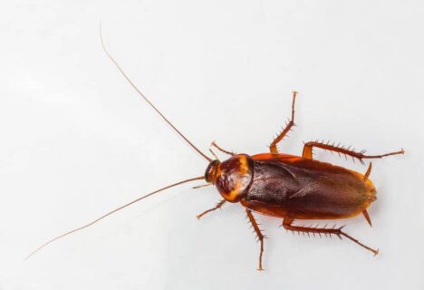 palmetto bug pest control Florida