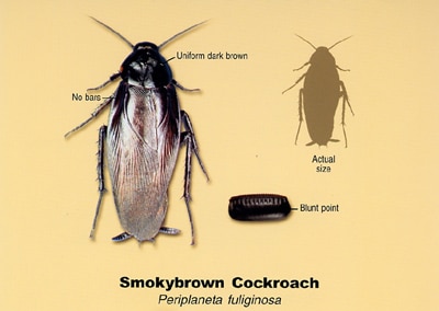 Smokybrown Cockroach