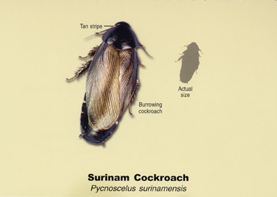 Surinam Cockroach