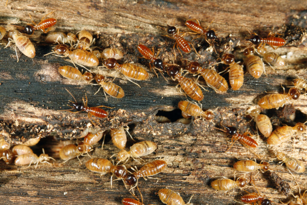 termites on wood