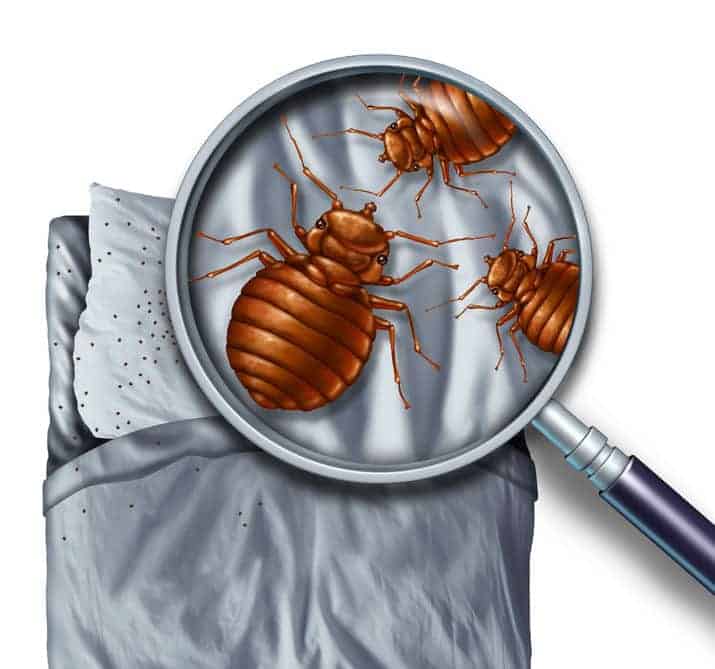 Orlando bed bugs