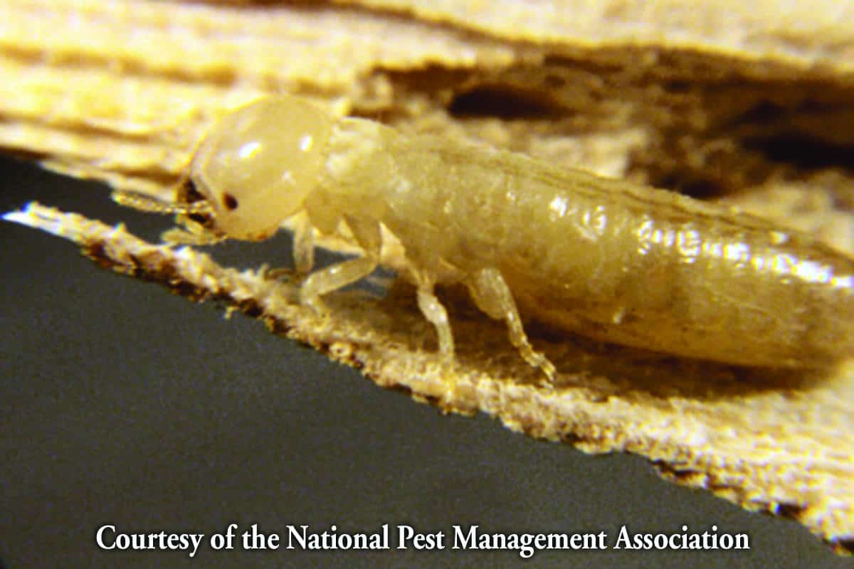 termite control