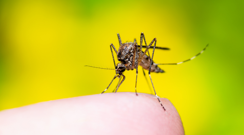 picture of mosquito biting human for blog titled What Is the Best Method for Mosquito Control?