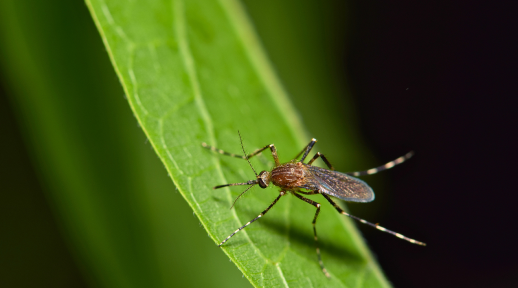 mosquito on leaf picture for blog titled what smell do mosquitoes hate