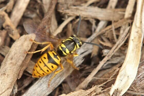 yellow jacket