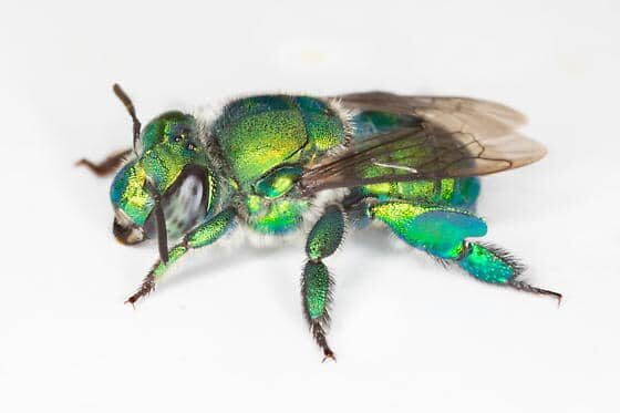 Euglossa Bazinga