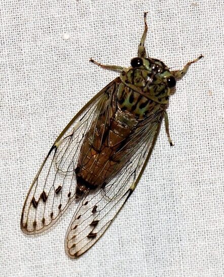 cicada