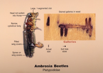 Ambrosia Beetle