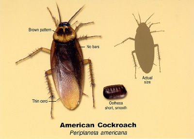 American Cockroach