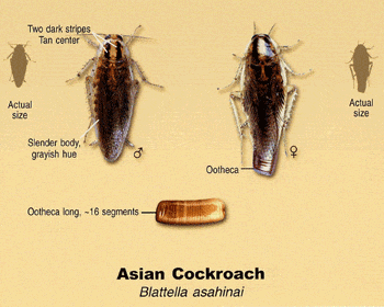 Asian Cockroach