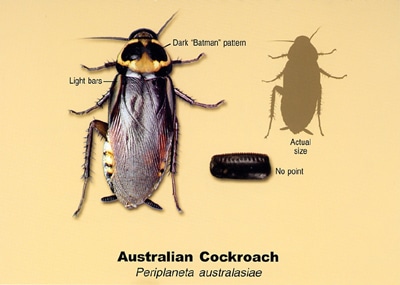 Australian Cockroach