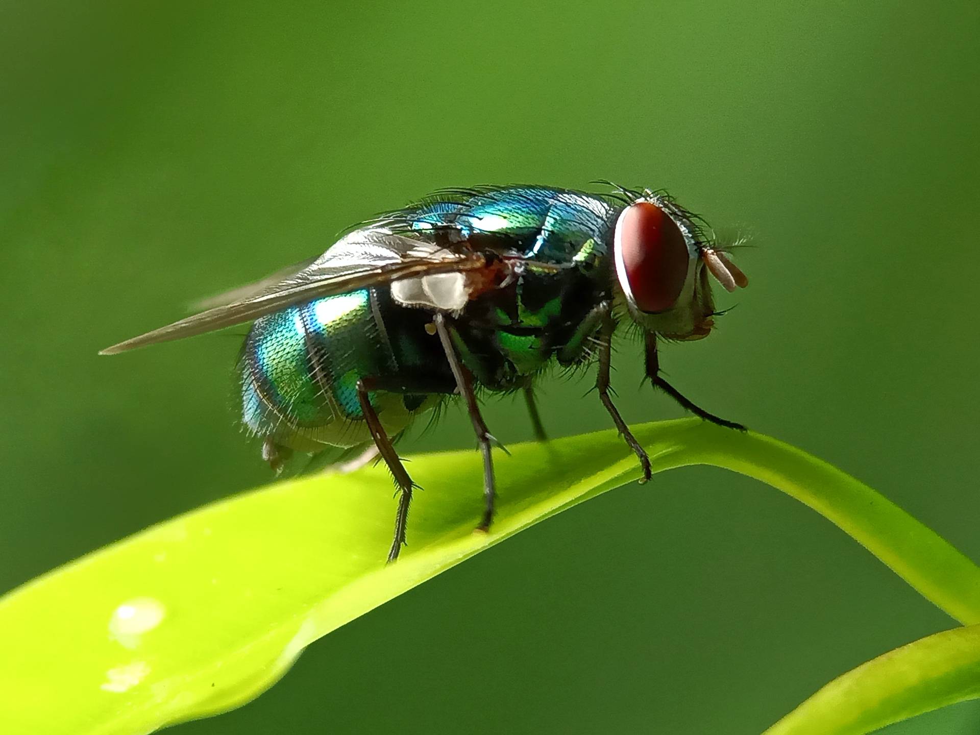 biting flies in Florida