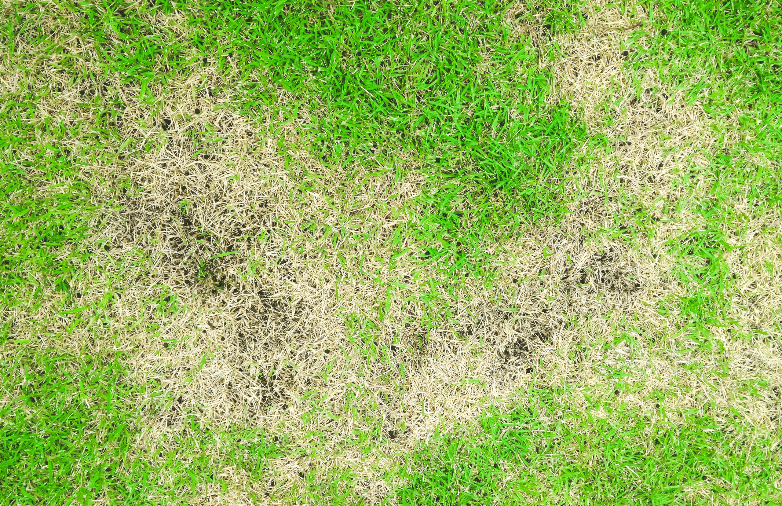 brown patch fungus on lawn