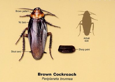 Brown Cockroach