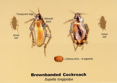 Brownbanded Cockroach