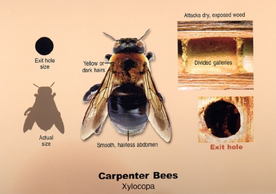 Carpenter Bees