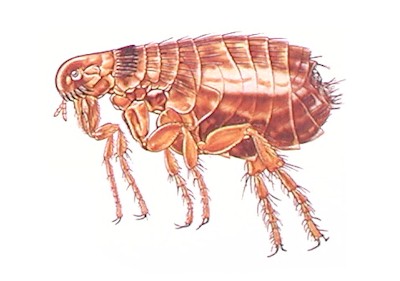 Cat Flea