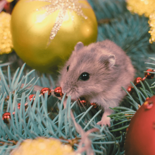 christmas tree pests