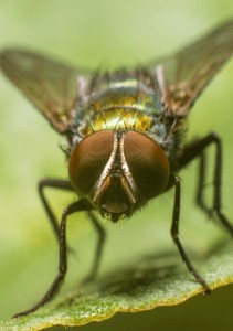 commercial fly control solutions