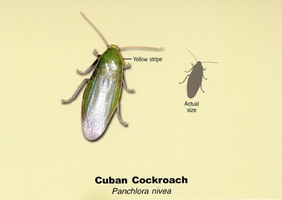 Cuban Cockroach