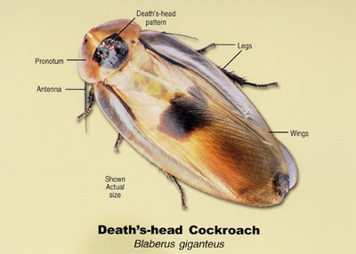 Death's-head Cockroach