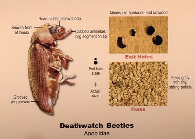 Deathwatch Beetle