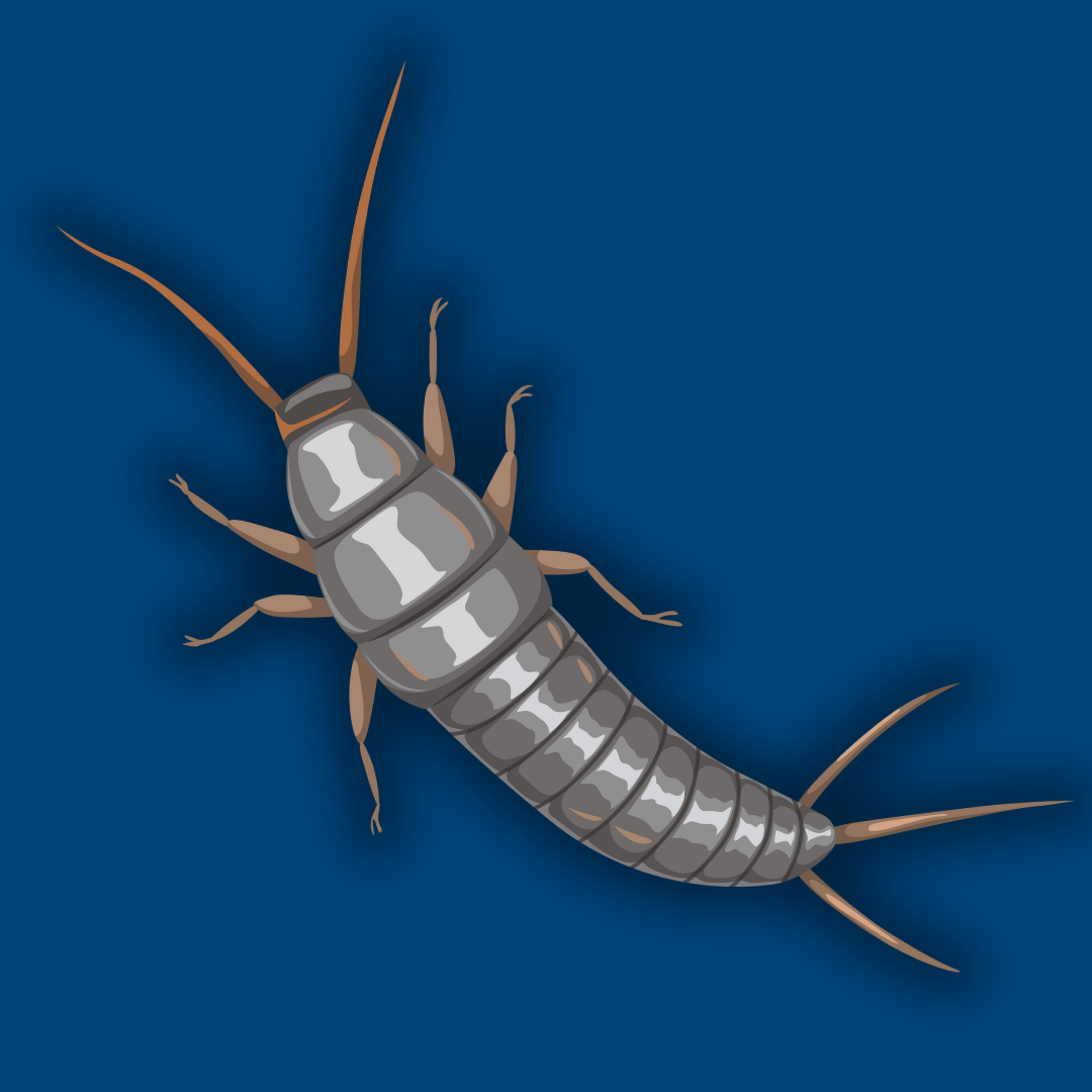 graphic of a silverfish