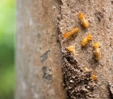 drywood-termites