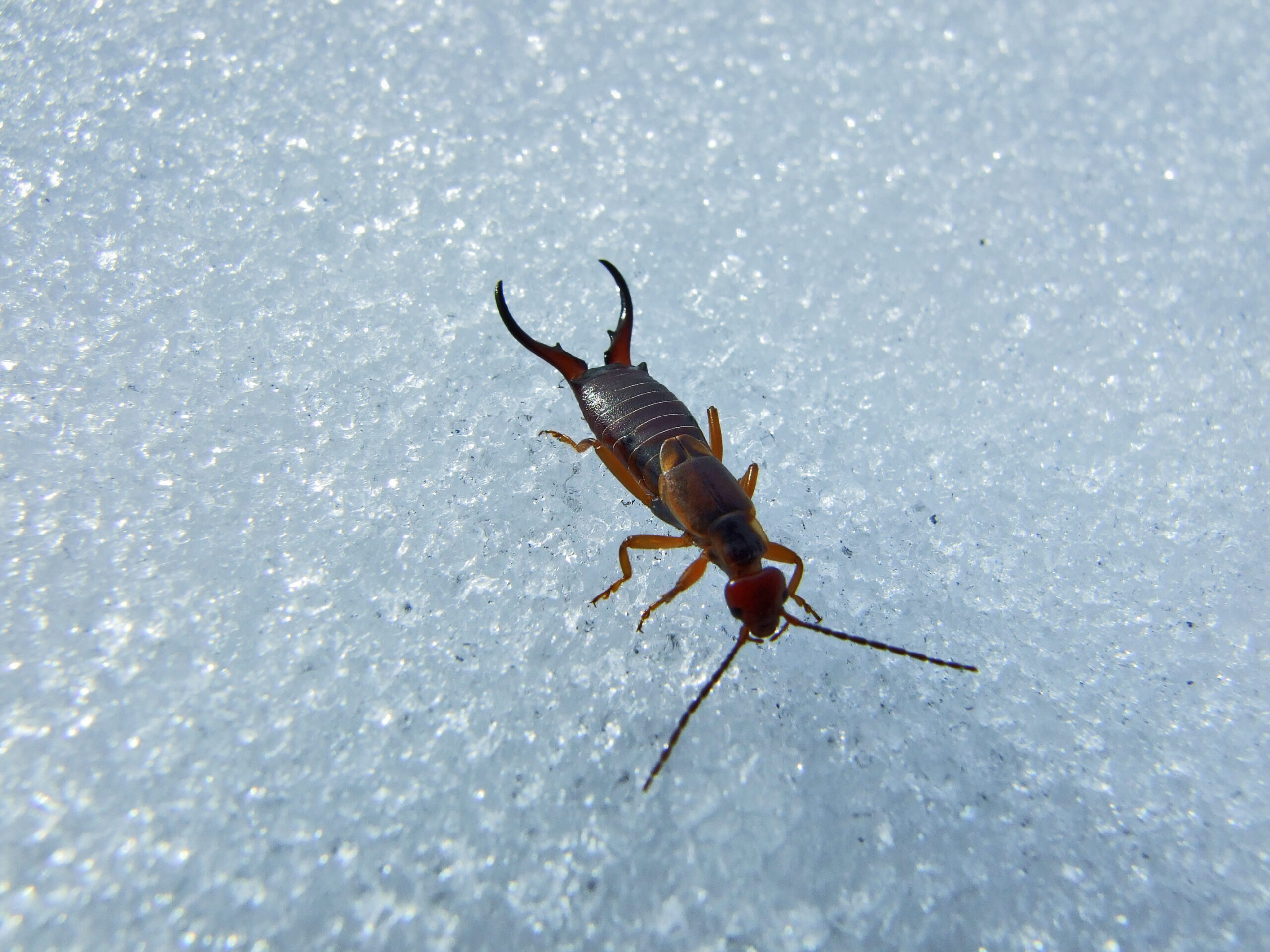 earwig bug in Florida