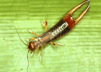 Earwig