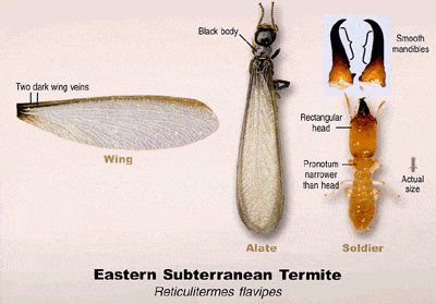 Eastern Subterranean Termite