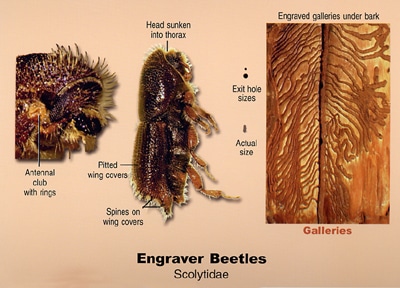 Engraver Beetle