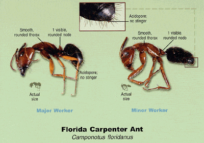 Florida Carpenter Ant