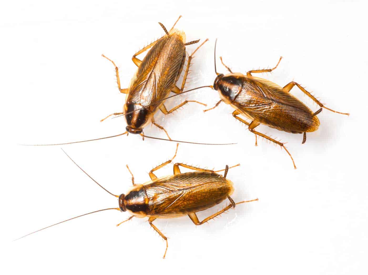german-cockroaches