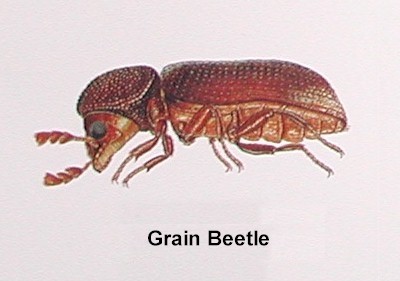 Grain Beetle